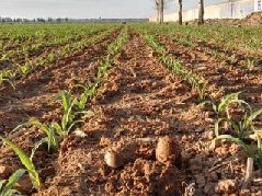 土壤墑情速測儀有哪些優(yōu)勢