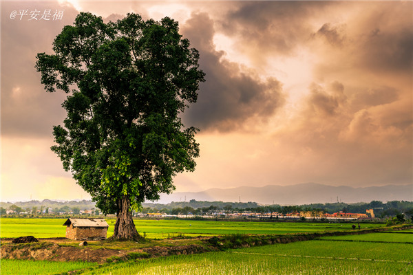 土壤水分速測儀主要有哪些優點？