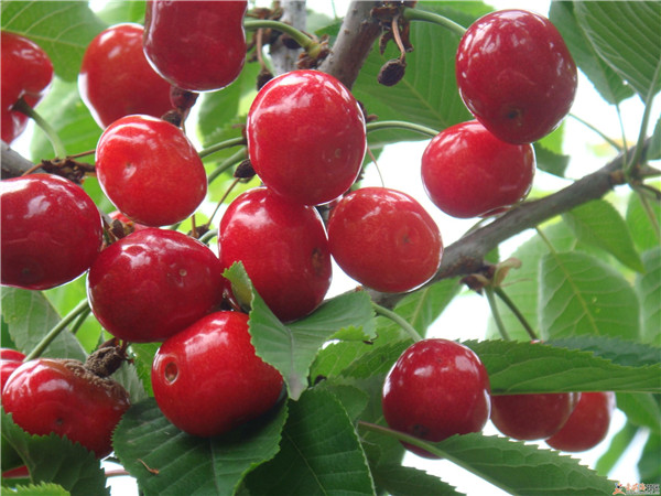 土壤養(yǎng)分速測(cè)儀是怎么測(cè)定土壤養(yǎng)分的? 土壤養(yǎng)分速測(cè)儀是怎么測(cè)定土壤養(yǎng)分的?