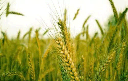 土壤墑情速測(cè)儀