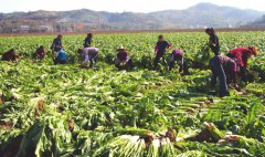 土壤墑情監測站可以幫助種植農業增產增收