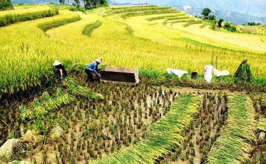 管式土壤墑情監測儀提升糧食作物的達標率