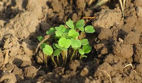 有了物聯(lián)網(wǎng)，土壤墑情監(jiān)測(cè)系統(tǒng)才有了“生命”！