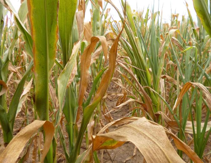 農田土壤墑情與旱情監(jiān)測對農業(yè)發(fā)展具有重要意義